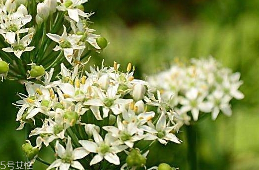 韭菜花和韭菜籽哪個(gè)好？韭菜花和韭菜籽的不同