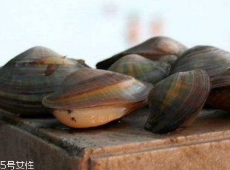 河蚌什么時候上市 河蚌什么季節(jié)成熟 河蚌什么時候上市 河蚌什么季節(jié)成熟