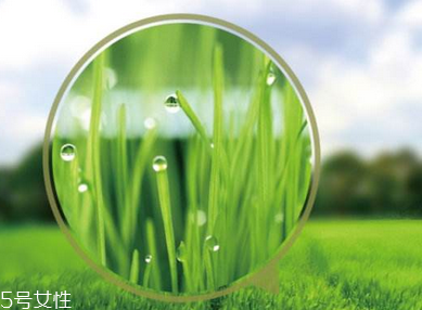 大麥若葉青汁是什么做的？