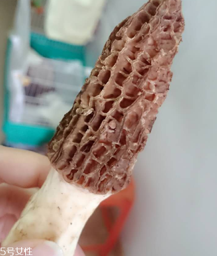 羊肚菌是什么東西？羊肚菌能吃嗎？