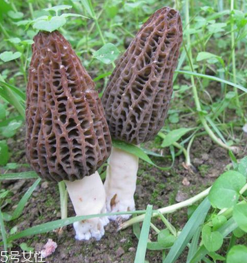 羊肚菌是發(fā)物嗎？羊肚菌屬于發(fā)物嗎？