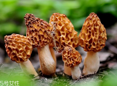 羊肚菌是發(fā)物嗎？羊肚菌屬于發(fā)物嗎？