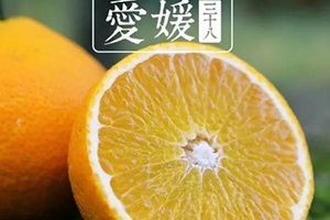愛(ài)媛38號(hào)是橙子還是橘子？愛(ài)媛38號(hào)適合哪里種植？