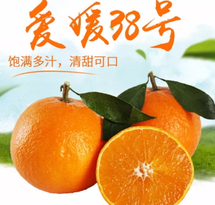 愛(ài)媛38號(hào)是橙子還是橘子？愛(ài)媛38號(hào)適合哪里種植？