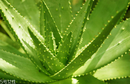 祛斑美白什么產(chǎn)品最有效 日常祛斑小妙招 祛斑美白什么產(chǎn)品最有效 日常祛斑小妙招