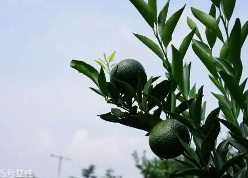 小青柑會(huì)發(fā)霉嗎？小青柑如何保存？