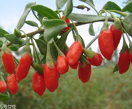 寧夏枸杞哪個(gè)牌子好？寧夏枸杞品牌推薦