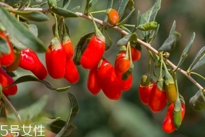 枸杞是發(fā)物嗎？枸杞屬于發(fā)物嗎？