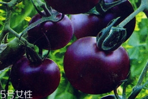 紫番茄的功效與作用 紫番茄多少錢(qián)一斤