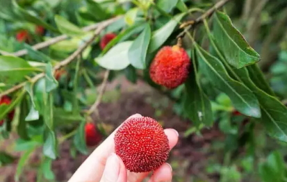 東魁楊梅好吃嗎？東魁楊梅為什么這么火