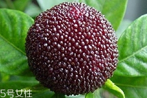 烏酥楊梅多少錢(qián)一斤？烏酥楊梅好吃嗎
