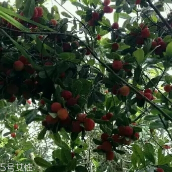 烏酥楊梅多少錢一斤？烏酥楊梅好吃嗎