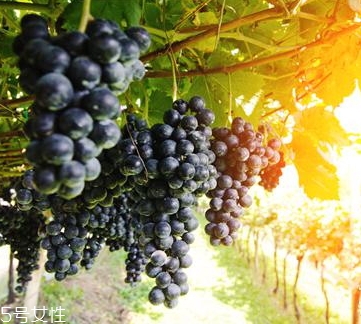 黑提是葡萄嗎？黑提和葡萄的區(qū)別