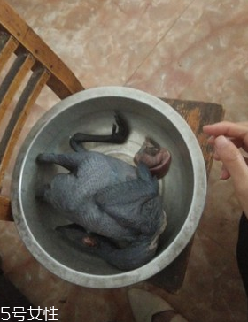 烏骨雞是烏雞嗎？烏骨雞是什么雞？