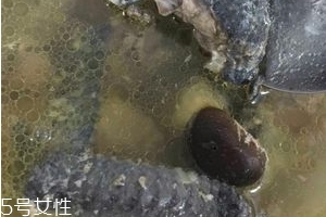 烏雞是發(fā)物嗎？烏雞屬于發(fā)物嗎？