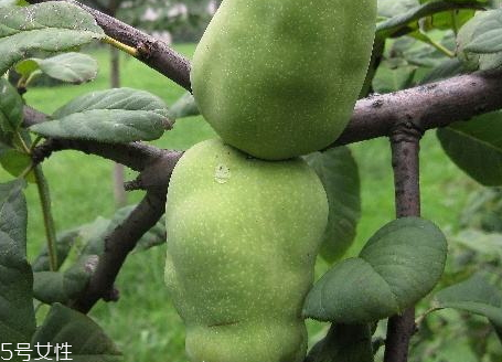 皺皮木瓜怎么吃 皺皮木瓜的營養(yǎng)價(jià)值 皺皮木瓜怎么吃 皺皮木瓜的營養(yǎng)價(jià)值