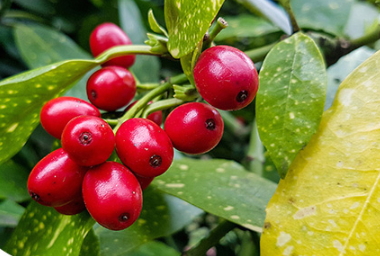 蔓越莓膠囊和維生素c能同時(shí)吃嗎？和維生素c同時(shí)吃會(huì)怎樣