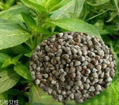 圣潔莓可以長期吃嗎？長期圣潔莓好嗎？