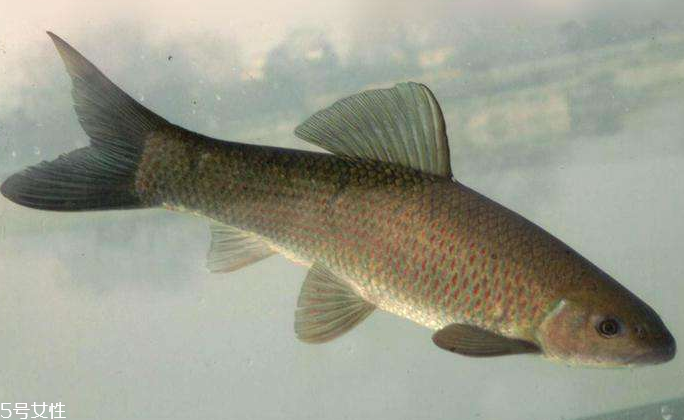 青魚是淡水魚還是海魚？青魚是淡水魚嗎？