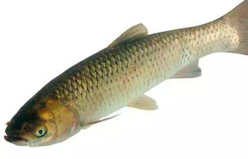 青魚是淡水魚還是海魚？青魚是淡水魚嗎？