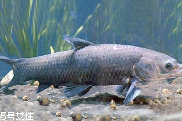 青魚是發(fā)物嗎？吃青魚會過敏嗎？