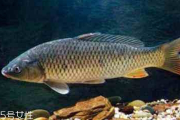 青魚是發(fā)物嗎？吃青魚會過敏嗎？