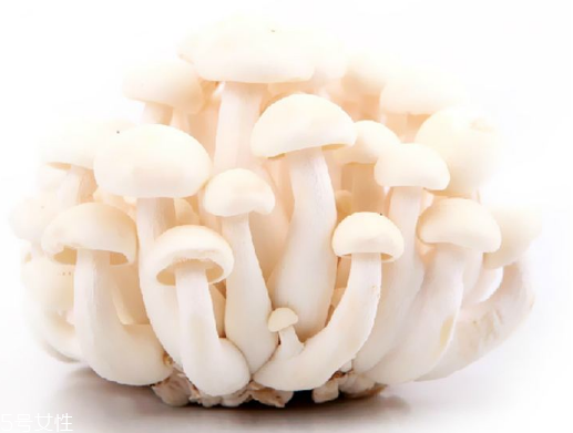 白玉菇和海鮮菇的區(qū)別 白玉菇和海鮮菇是一樣的嗎？