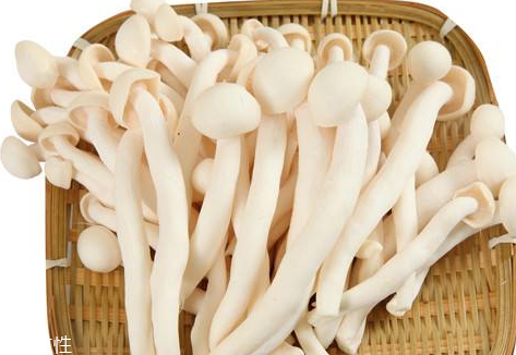 白玉菇的營(yíng)養(yǎng)價(jià)值 白玉菇有什么營(yíng)養(yǎng)？
