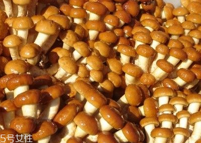 滑子菇的功效 滑子菇有什么作用？