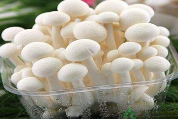 白玉菇為什么是苦的？白玉菇怎么會(huì)苦？