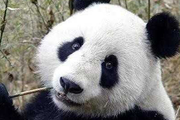 激光去黑眼圈多久恢復(fù)？激光除黑眼圈多久見(jiàn)效