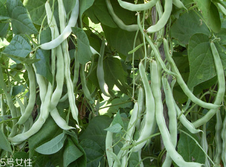 蕓豆是發(fā)物嗎？皮膚過(guò)敏的人能吃蕓豆嗎？