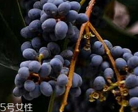女貞子能和旱蓮草一起吃嗎？女貞子和旱蓮草的用量