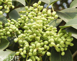女貞子怎么保存？女貞子怎么保存最好？