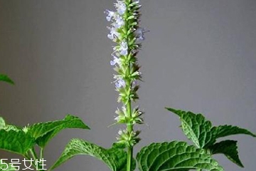 藿香是發(fā)物嗎？皮膚過敏的人能吃藿香嗎？