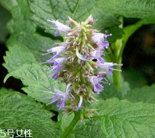 藿香是涼性還是熱性？藿香是熱性嗎？