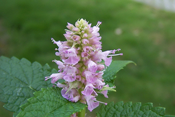 藿香的吃法 藿香能煮粥嗎？