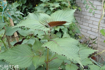 藿香能生吃嗎？藿香味道好嗎？