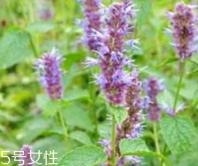 藿香能生吃嗎？藿香味道好嗎？