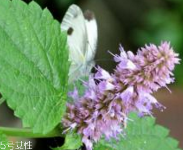 藿香能生吃嗎？藿香味道好嗎？