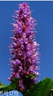 藿香和麝香是一樣嗎？藿香和麝香的區(qū)別