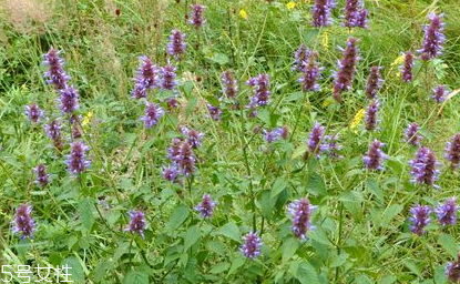 藿香能做菜嗎？藿香怎么做菜？