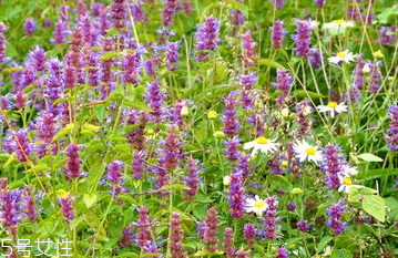 藿香能做菜嗎？藿香怎么做菜？