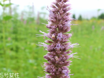 藿香和佩蘭能一起吃嗎？藿香和佩蘭的作用