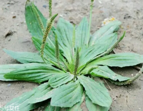 車前草怎么吃？車前草怎么做好吃？