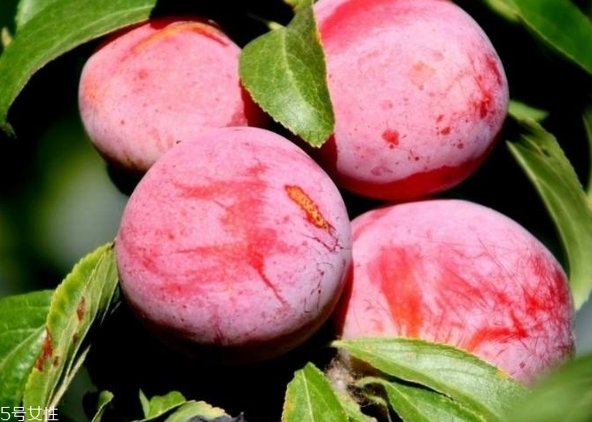 梅花能和雞蛋一起吃嗎？梅花不能和什么一起吃