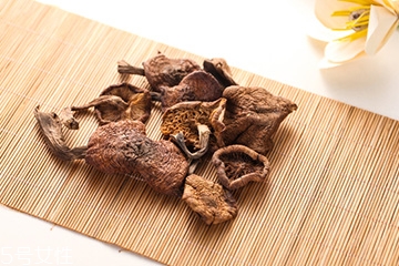 榛蘑是蘑菇嗎？榛蘑是什么蘑菇？