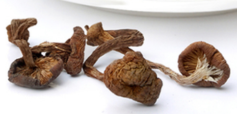 榛蘑可以煲鴨肉嗎？榛蘑可以煲鴨肉
