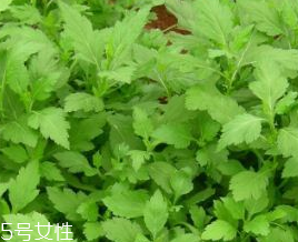 菊花腦的禁忌人群 哪些人不能吃菊花腦？
