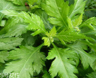 菊花腦的禁忌人群 哪些人不能吃菊花腦？